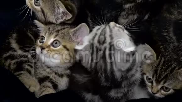 小猫苏格兰褶皱和直线坐在一个封闭的空间里视频的预览图
