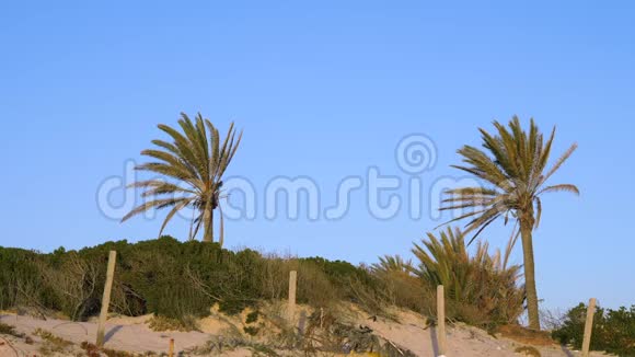 蓝天背景上的两棵棕榈树枣树的叶子随风摇曳视频的预览图