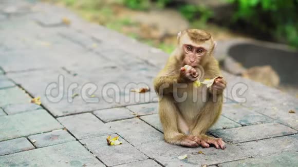 一只小猴子在国家公园吃香蕉带猴子的亚洲丛林视频的预览图