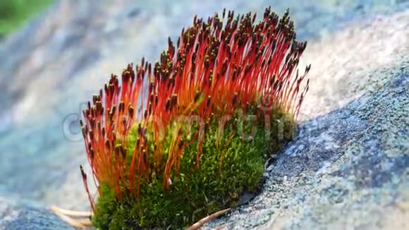 一朵红花盛开的石头上的苔藓视频的预览图