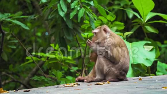 一家猴子一个妈妈带着一个婴儿坐在一个自然栖息地的公园里吃香蕉和坚果视频的预览图