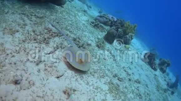 上午红海的蓝斑黄貂鱼视频的预览图