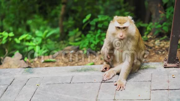 猴子坐在森林里的公园里自然栖息地野生动物视频的预览图
