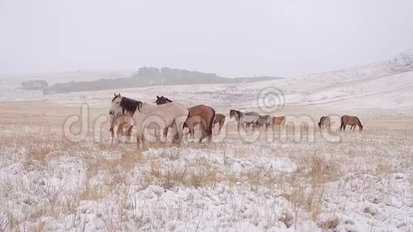 马儿在雪田上吃草走了下雪了视频的预览图
