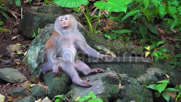 一只成年猴子坐在热带雨林的树荫下躲在阳光下炎热视频的预览图
