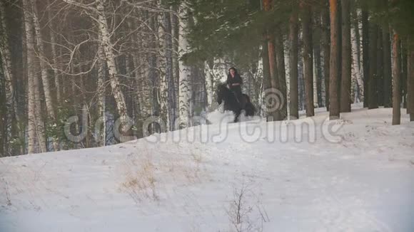 黑头发的女骑手骑着一匹黑色的马穿过雪地森林的漂流视频的预览图