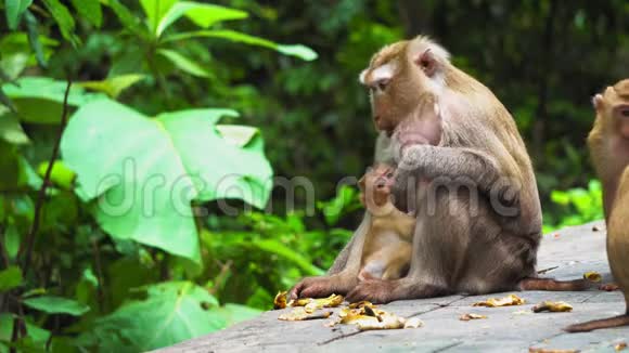 猴子妈妈带着一只幼崽在国家公园动物的自然栖息地护理和保护猴子吃香蕉视频的预览图