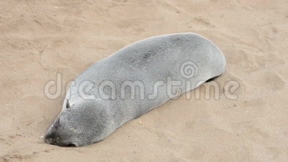 靠近沙滩上一个小毛皮海豹的视野视频的预览图