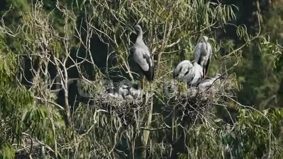 亚洲露天鹳视频的预览图