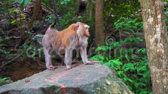 猴子在亚洲热带森林的岩石上猴子山神圣的动物视频的预览图