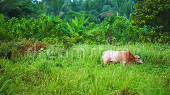 这头牛在亚洲的热带岛屿上觅食热带农业棕榈视频的预览图