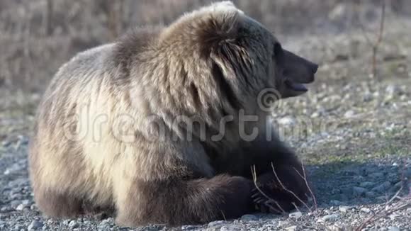 野生的堪察加棕熊躺在石头上呼吸沉重环顾四周视频的预览图