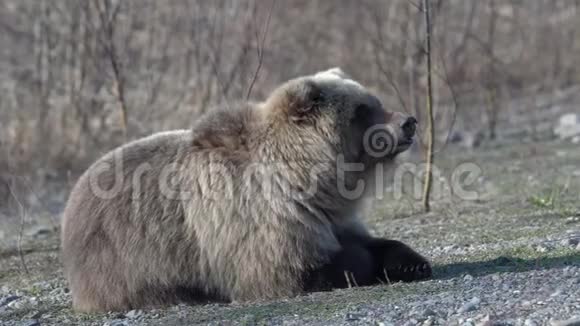 饥饿的野锦绣棕熊躺在石头上呼吸沉重地环顾四周视频的预览图