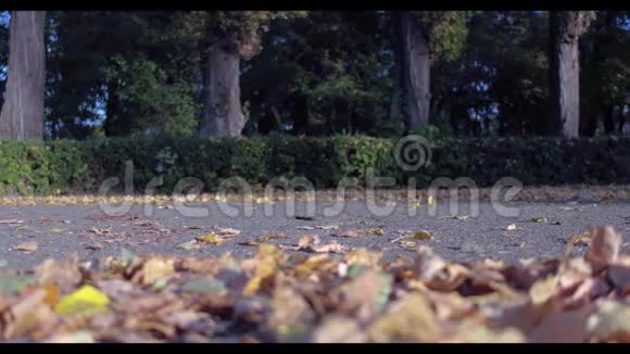 人在绿色的秋林中奔跑阳光照耀视频的预览图