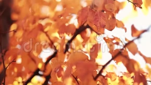 秋天的自然公园金色的树叶摇曳的风视频的预览图