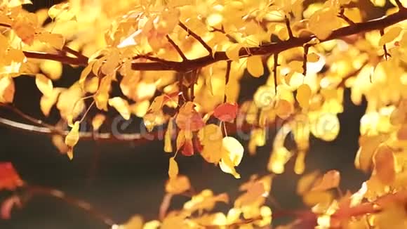 秋叶美人黄树叶视频的预览图
