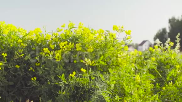 村子附近草地上的黄花清晨视频的预览图