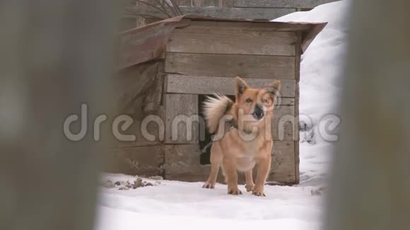 冬天在雪地上吠叫着拴着的狗关注重点视频的预览图