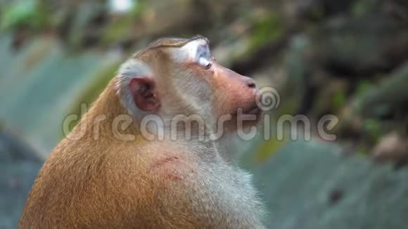 猴子的脸特写肖像猴子坐着看公园里的照相机视频的预览图