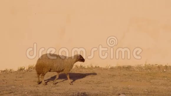 放牧后绵羊和山羊在墙边行走视频的预览图