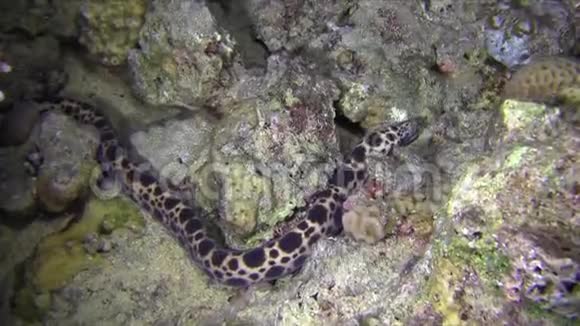 夜晚的虎礁红海视频的预览图
