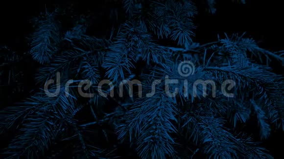 在晚上的特写镜头中路过松树视频的预览图