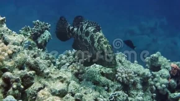 褐垃圾石斑鱼和热带暗礁视频的预览图