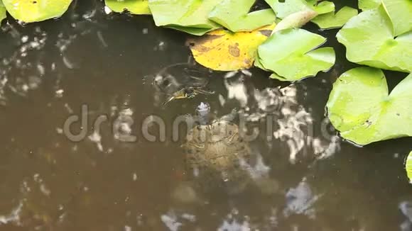 池塘里的海龟视频的预览图