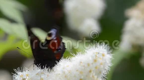 蝴蝶在花丛中视频的预览图