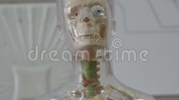 人体解剖结构的玩具模型一个人的人造模型视频的预览图