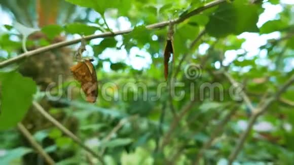 蝴蝶学院绿枝上挂着蝴蝶和茧视频的预览图