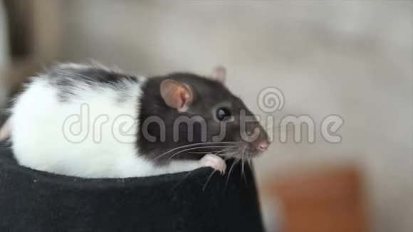 家养的毛茸茸的搞笑老鼠的特写镜头我们的宠物视频的预览图