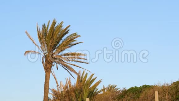 两棵绿棕榈树在蓝天的映衬下视频的预览图