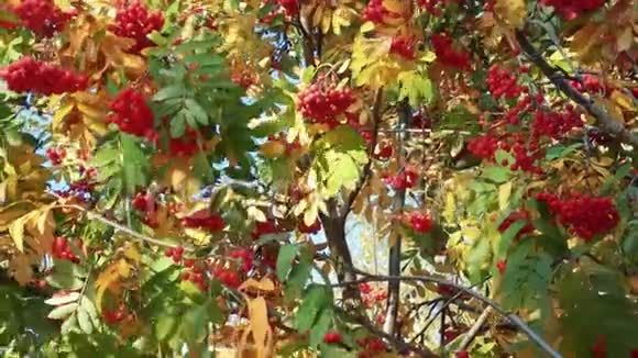 罗文浆果随风在树叶间移动视频的预览图