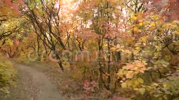 秋日公园的小径视频的预览图