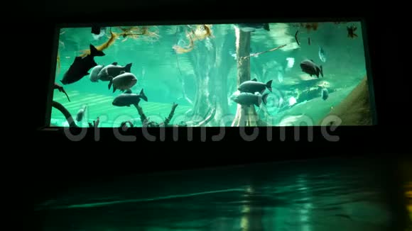 大鱼在海洋馆游泳池里游泳视频的预览图