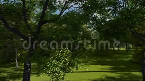 老公园里一棵美丽的树的全景视频的预览图