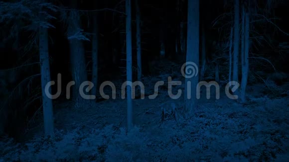 夜晚在树林中爬上高大的树木视频的预览图