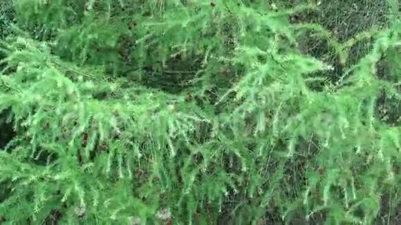 常绿灌木在微风中吹拂视频的预览图