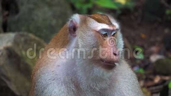 热带丛林里的猴子坐在石头上看镜头猴子的肖像情绪视频的预览图