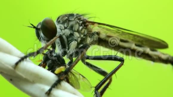 从一个死苍蝇高清机中吸飞萤视频的预览图