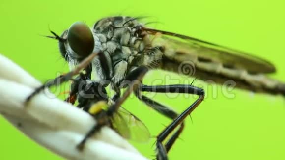 从一个死苍蝇高清机中吸飞萤视频的预览图