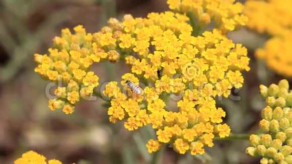 野花上的野蜂视频的预览图