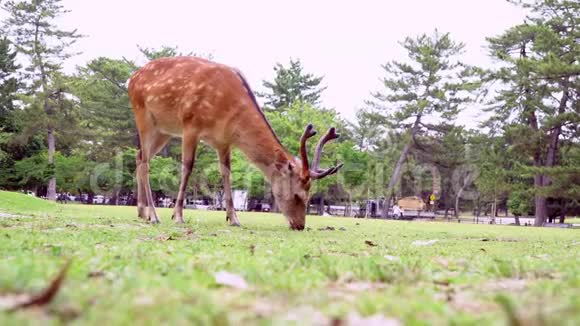 日本关西著名的奈良公园草地上的鹿放牧视频的预览图