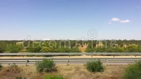突尼斯路附近橄榄树林中的一排排绿树从开车窗看视频的预览图