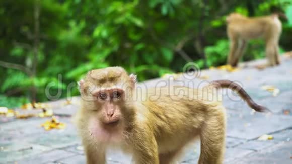猴子在一个有雨林的国家公园里玩耍动物的自然栖息地视频的预览图