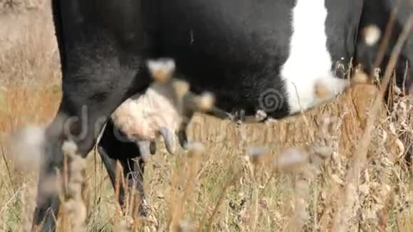 深秋一头黑白相间的牛在草地上觅食母乳喂养的奶牛乳房视频的预览图