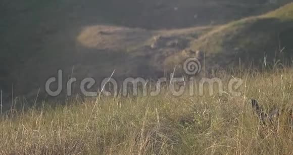 日落时分男孩和狗坐在山坡上看日落视频的预览图