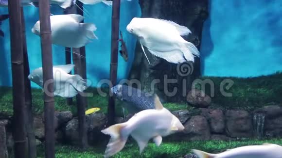 鱼缸里有大鳍的大白鱼视频的预览图