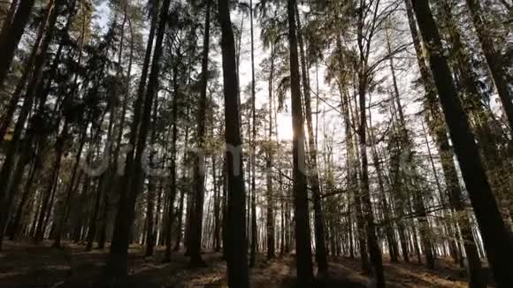 松树森林视频的预览图